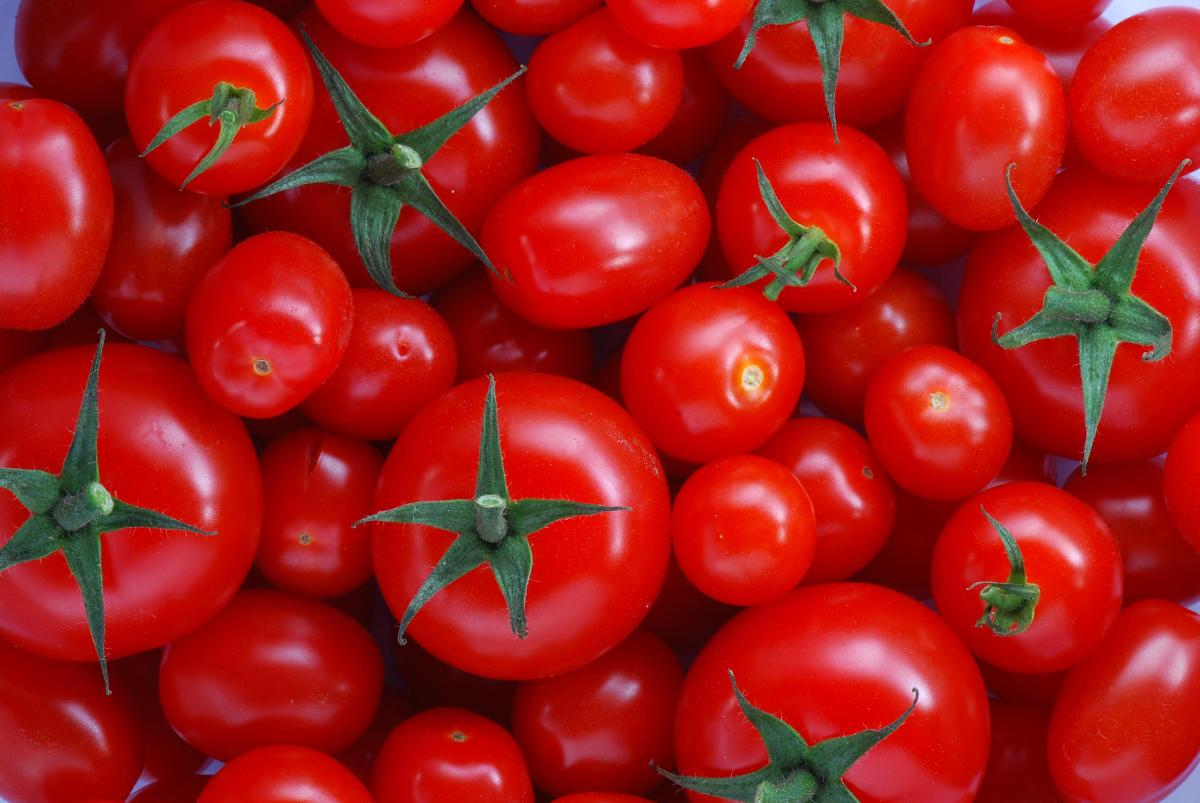 تفسير حلم الطماطم في المنام للأمام بن سيرين - موسوعة الشامل