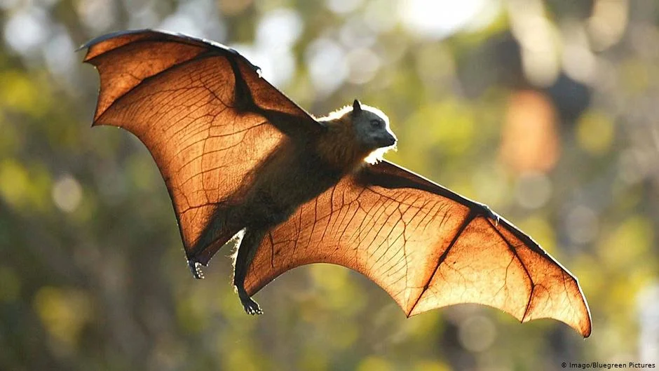 Ερμηνεία ενός ονείρου για να δείτε μια νυχτερίδα σε ένα όνειρο - Περιεκτική Εγκυκλοπαίδεια