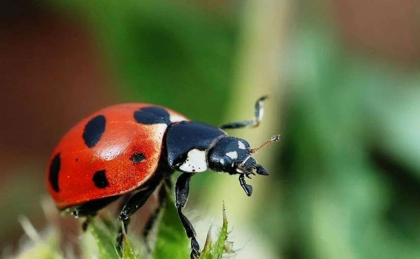 Interpretación de un sueño sobre ver un escarabajo en un sueño - Enciclopedia Al Shamil