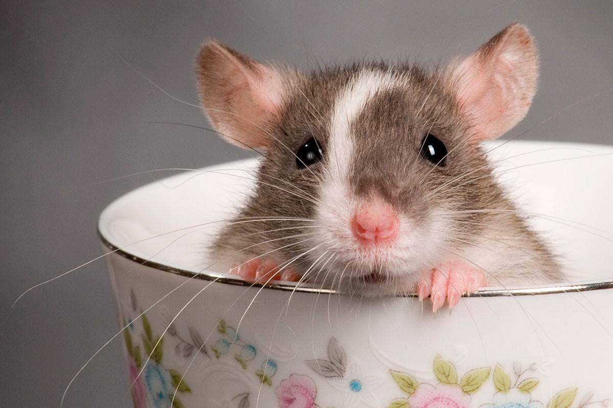تفسير حلم رؤية الفئران في المنام لابن سيرين - موسوعة الشامل