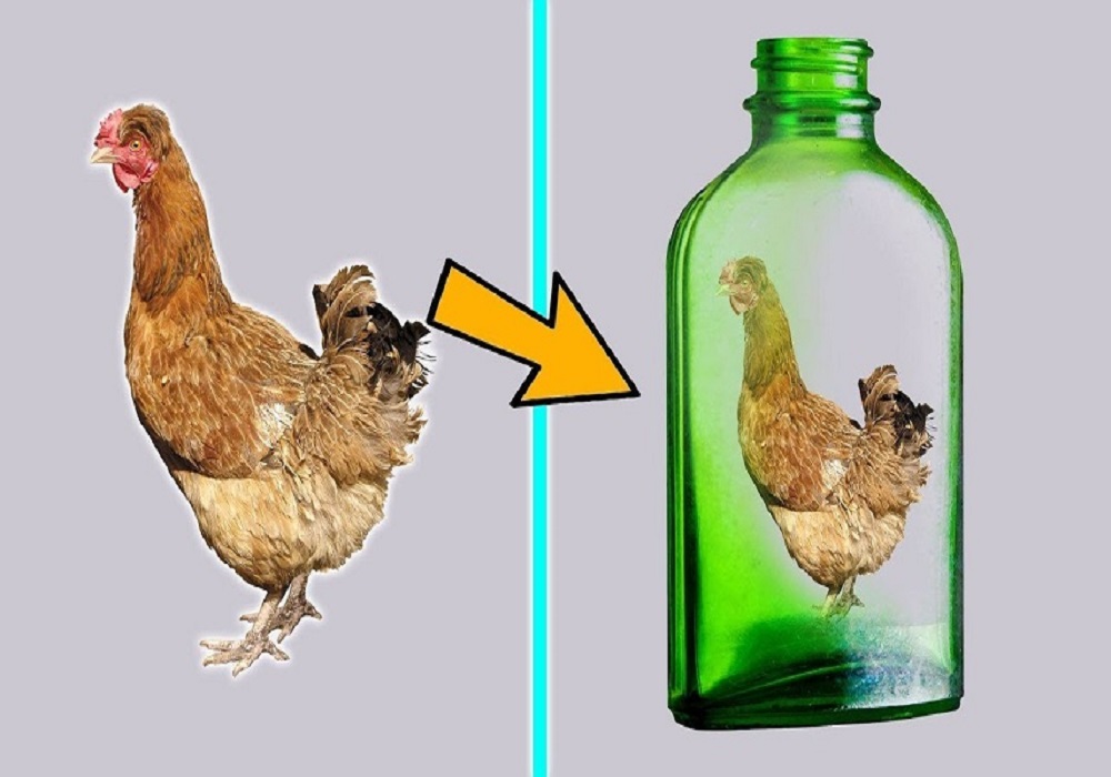 كيف تخرج الدجاجة من الزجاجة ؟