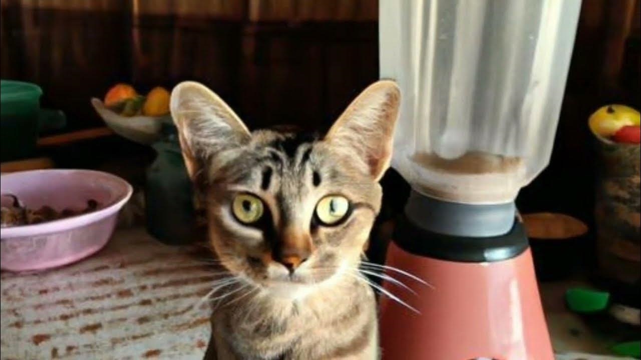 فيديو القطة في الخلاط الحقيقي كامل بدون حذف