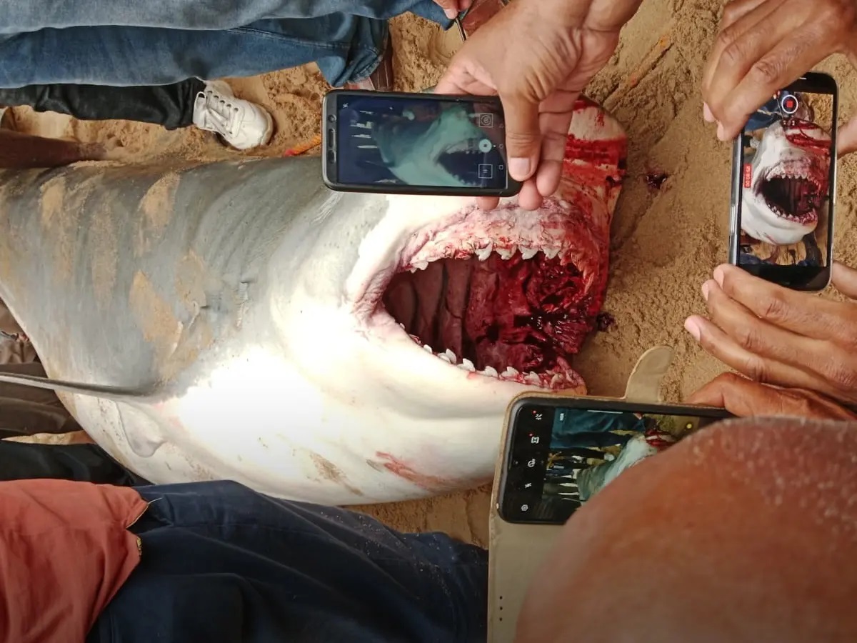 فيديو السائح الروسي وسمكة القرش كامل بدون حذف