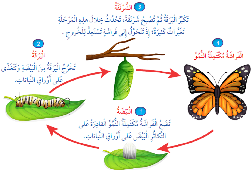 كيف تؤثر البيئة في دورة حياة طائر