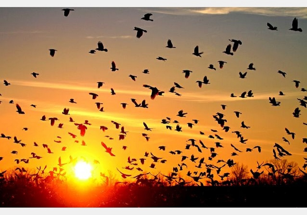 كيف تؤثر البيئة في دورة حياة طائر